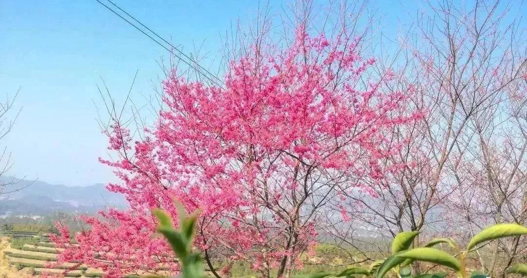 滚蛋吧，春困君！广东这些花花世界让你秒变龙马精神！