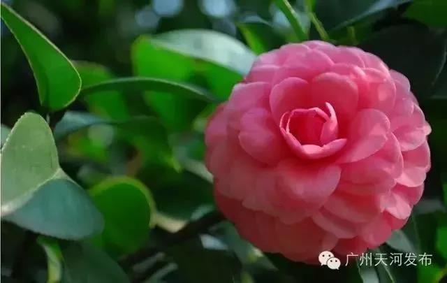 滚蛋吧，春困君！广东这些花花世界让你秒变龙马精神！