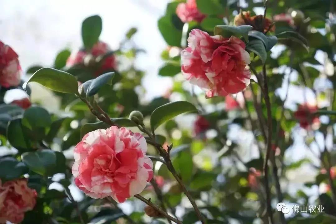 滚蛋吧，春困君！广东这些花花世界让你秒变龙马精神！