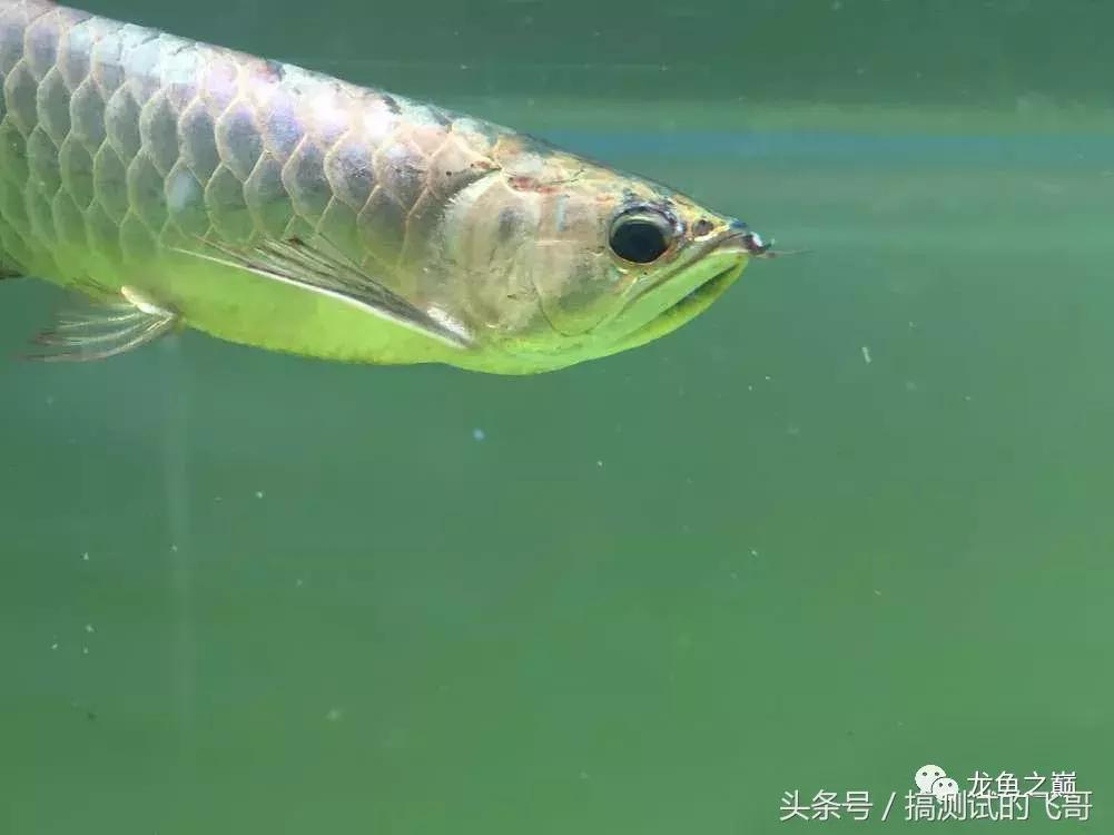 龙鱼掉眼手术后注意事项,金龙鱼掉眼手术价格