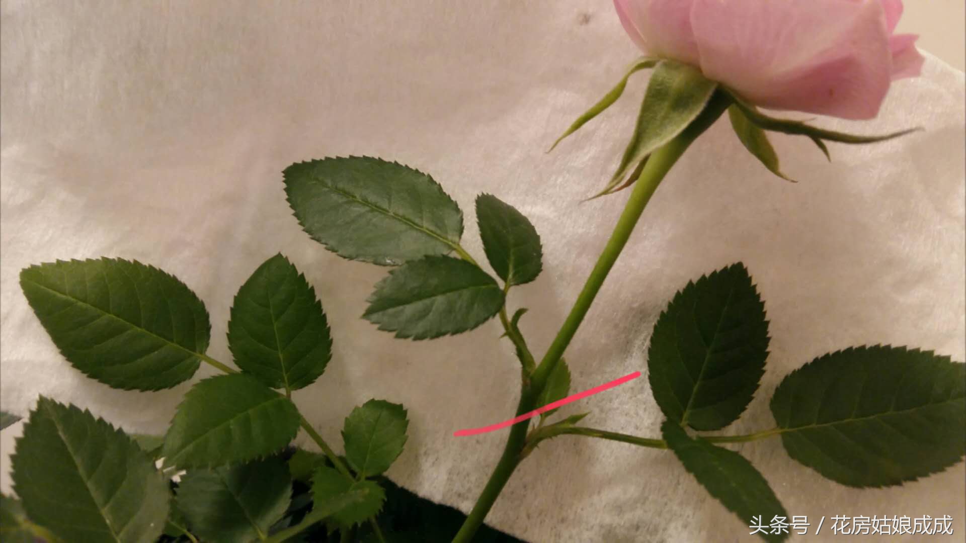 花期长不掉叶子好养的花,常年开花又好养的玫瑰花