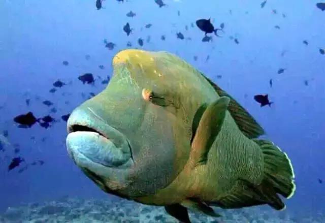 帕劳旅游攻略旅游视频,帕劳旅游攻略2018