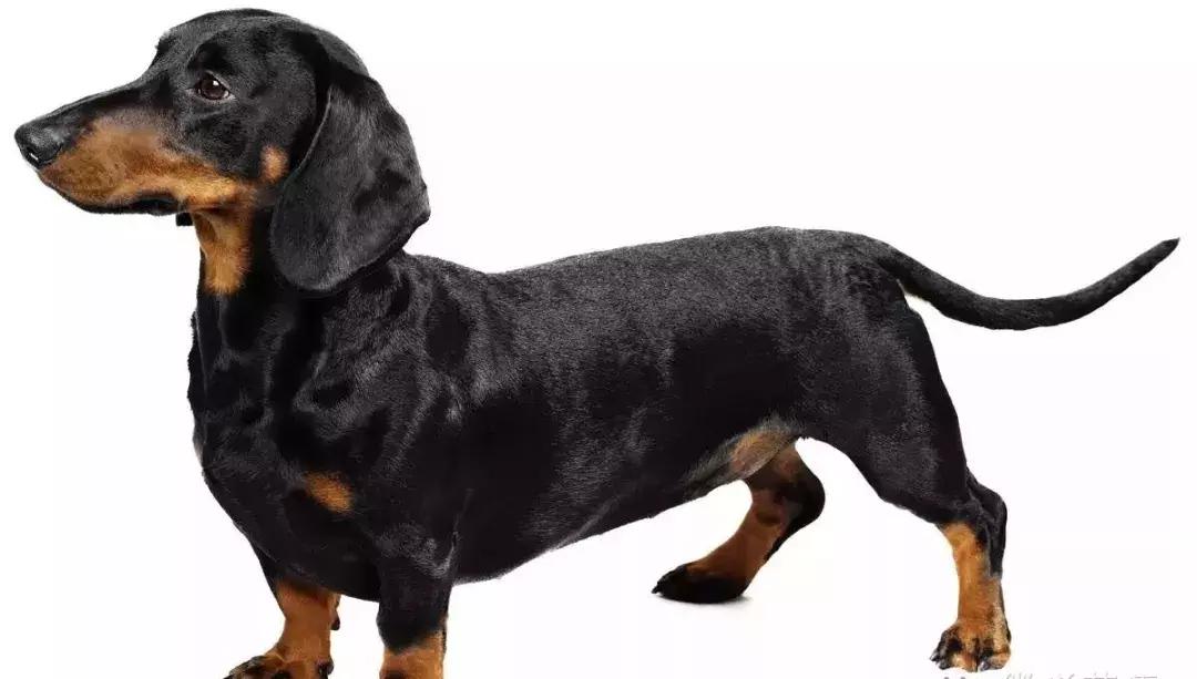 狗年了你知道狗的种类有哪些吗,忠诚的十种狗品种名字及图片