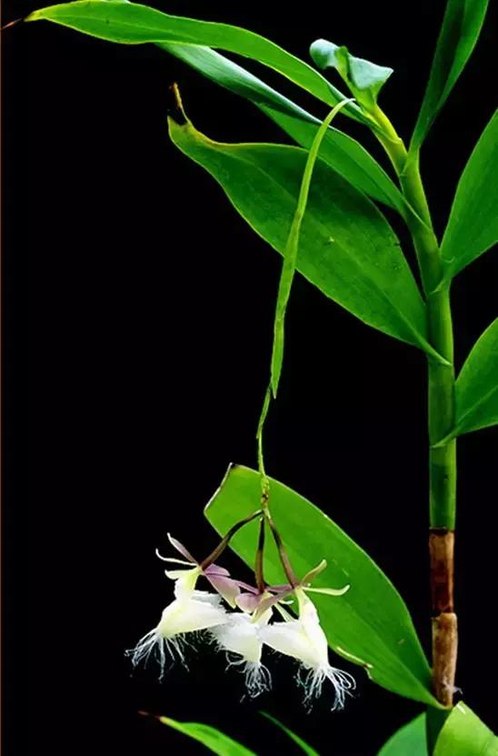 几十种漂亮又特别的兰花邀您共赏,一花一草一世界精品兰花欣赏