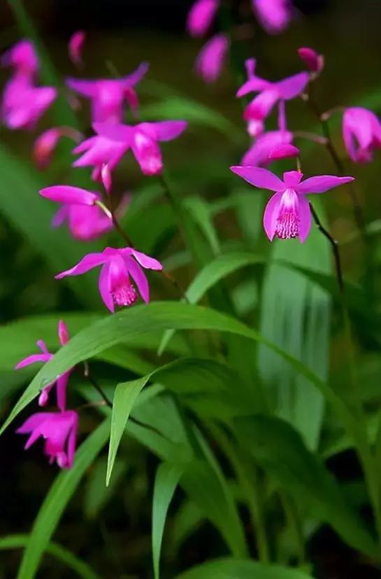 几十种漂亮又特别的兰花邀您共赏,一花一草一世界精品兰花欣赏