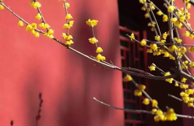 北京冬季看梅花,冬天北京哪里可以赏梅花