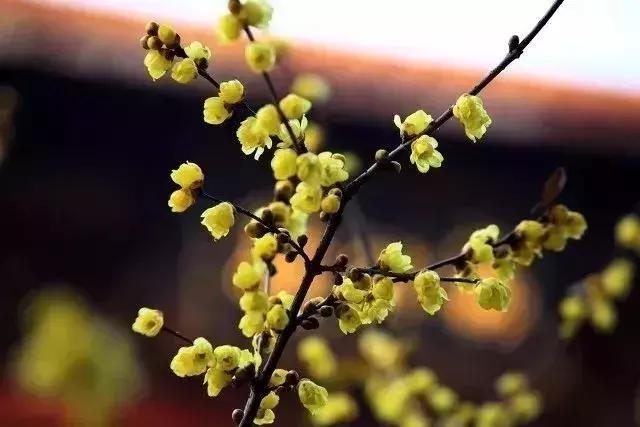 北京冬季看梅花,冬天北京哪里可以赏梅花