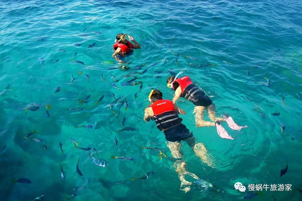 你永远不知道水下存在的危险,浮潜和潜水哪个更好