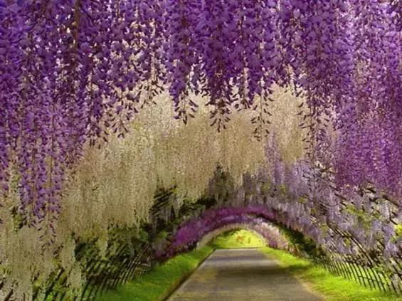 一场比樱花浪漫的紫藤之旅,一场紫藤花下的旅行