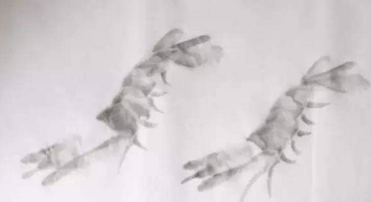 水墨大虾怎么画,水墨彩色大虾画