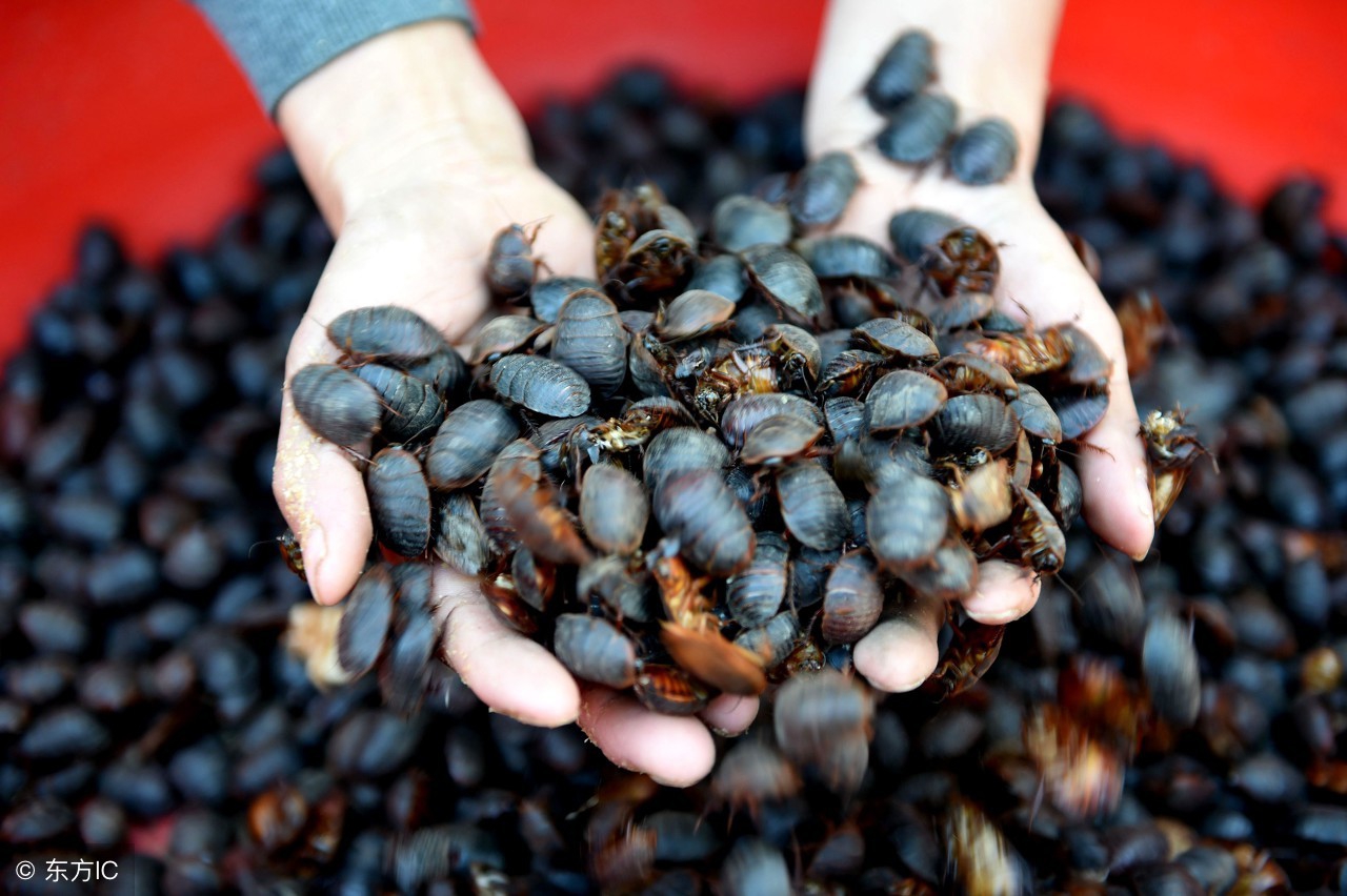 养什么特种养殖好养又赚钱,养殖什么动物省钱