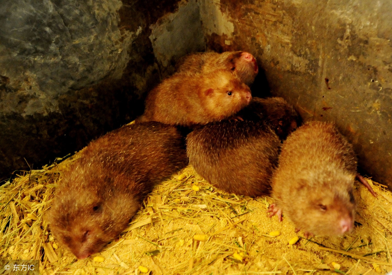 竹鼠的养殖条件和技术,竹鼠怎么高产