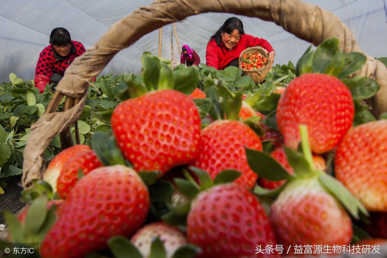 草莓结果期萎蔫怎么补救,为什么草莓苗总是容易蔫呢