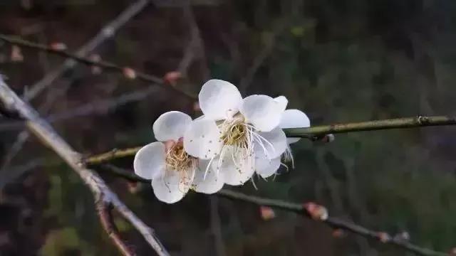 滚蛋吧，春困君！广东这些花花世界让你秒变龙马精神！