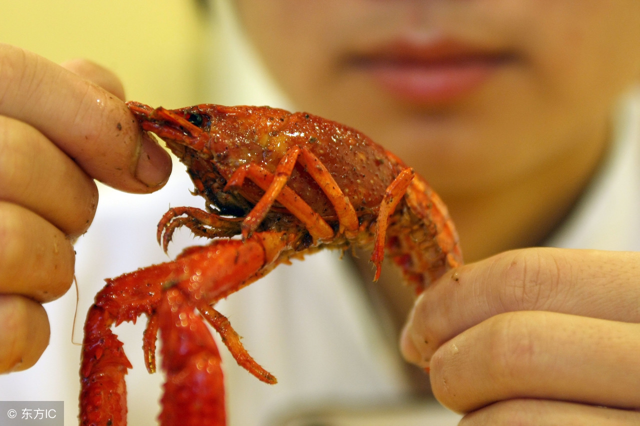 鳄龟可以消化小龙虾吗,鳄龟是如何吃大龙虾的