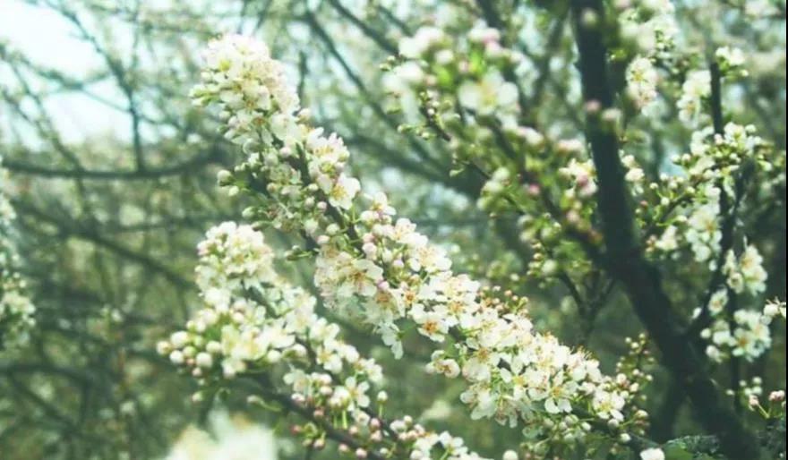 滚蛋吧，春困君！广东这些花花世界让你秒变龙马精神！