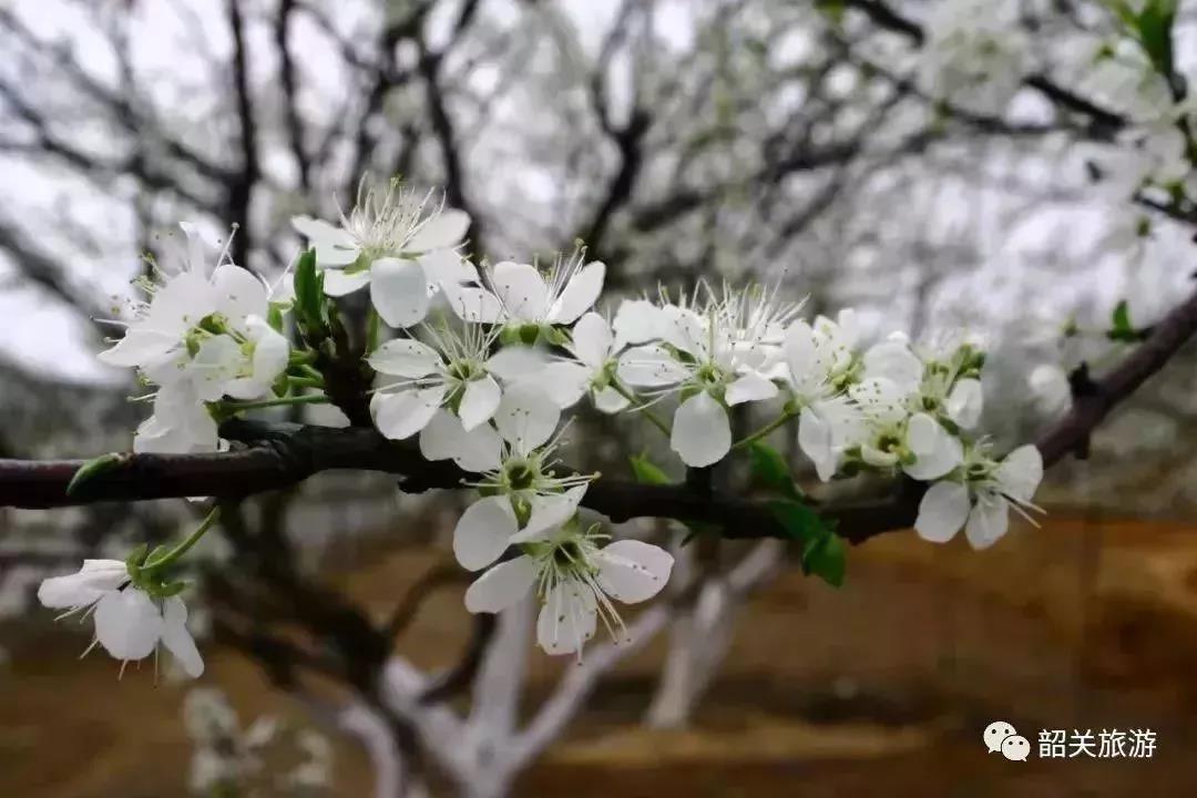 滚蛋吧，春困君！广东这些花花世界让你秒变龙马精神！