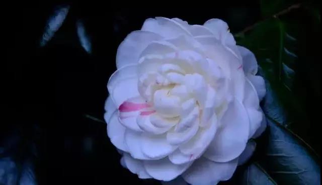 滚蛋吧，春困君！广东这些花花世界让你秒变龙马精神！