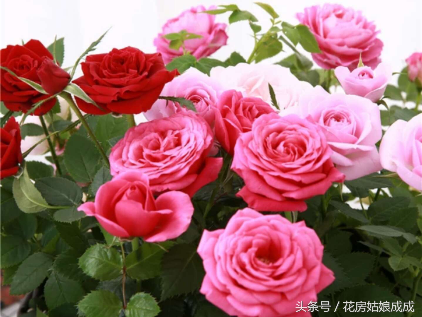 花期长不掉叶子好养的花,常年开花又好养的玫瑰花