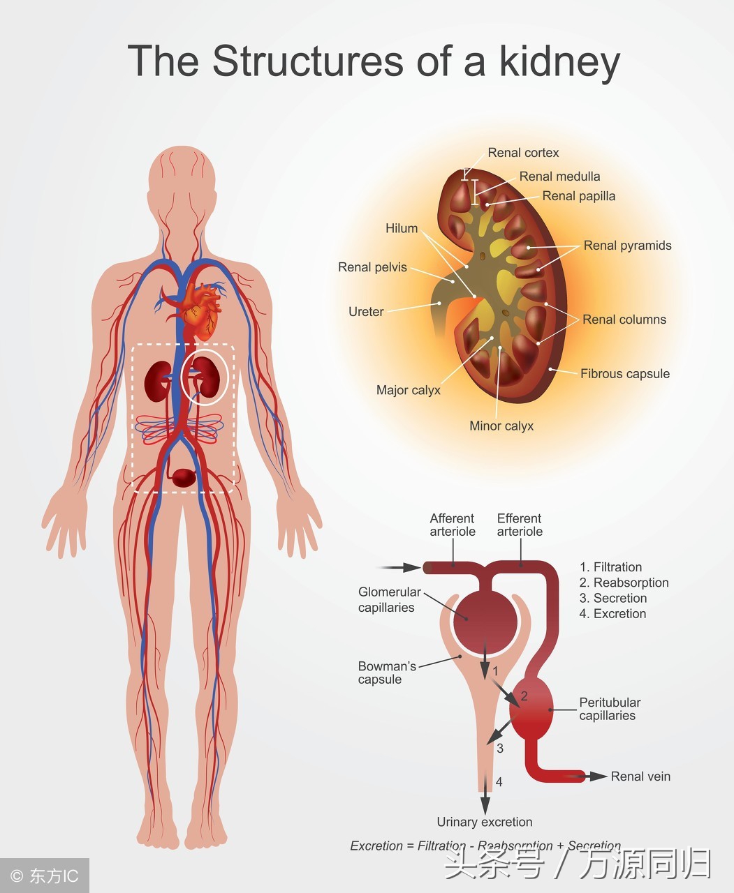 如何预防皮肤下垂老化长斑,防止皮肤衰老皱纹方法
