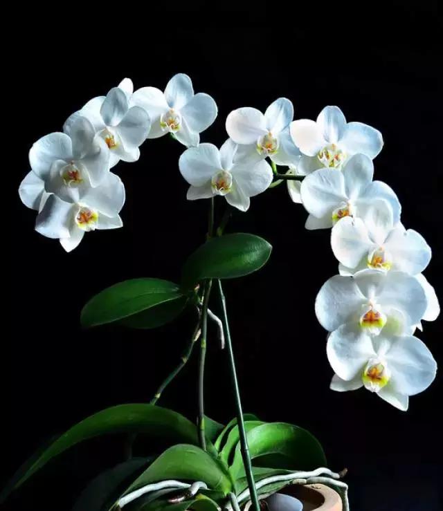 几十种漂亮又特别的兰花邀您共赏,一花一草一世界精品兰花欣赏