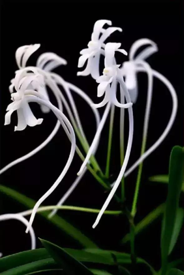 几十种漂亮又特别的兰花邀您共赏,一花一草一世界精品兰花欣赏