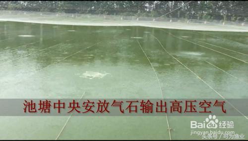 泥鳅池塘增氧设备,泥鳅养殖氧气机怎么用