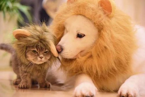 家里的主子太高冷?试试送这些礼物给它呀~