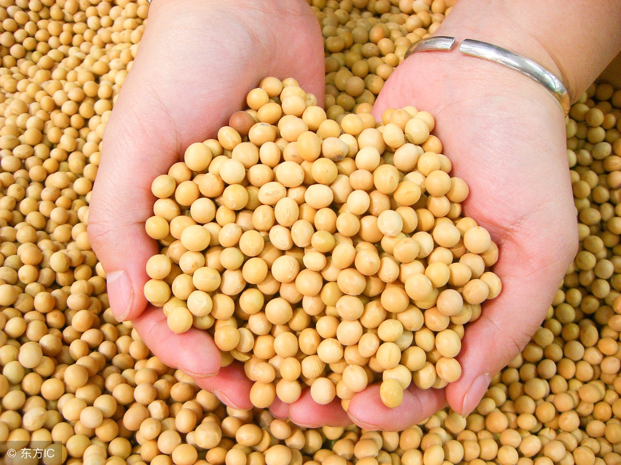 男性长期吃大豆异黄酮胶囊,绝经后大豆异黄酮能长期吃吗