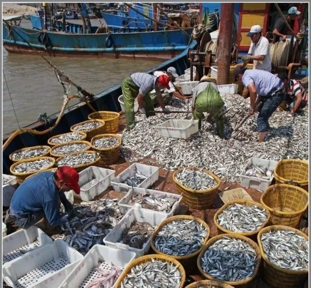 舌尖上的福建鱼丸,舌尖上的美食多少钱一箱