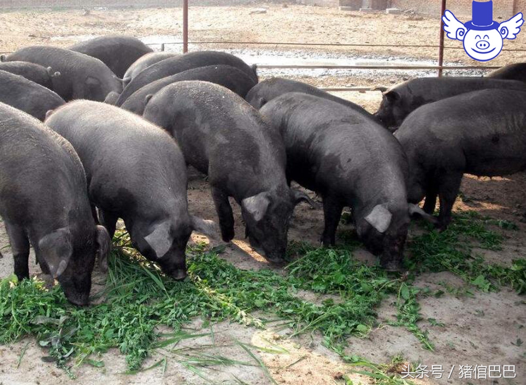 猪裂蹄什么原因引起用什么药,猪的蹄裂病会不会自愈