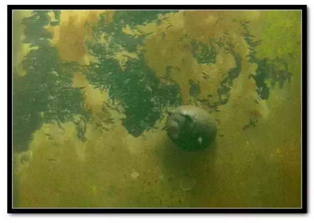 草缸藻类的处理方法,草缸的各种藻怎么处理