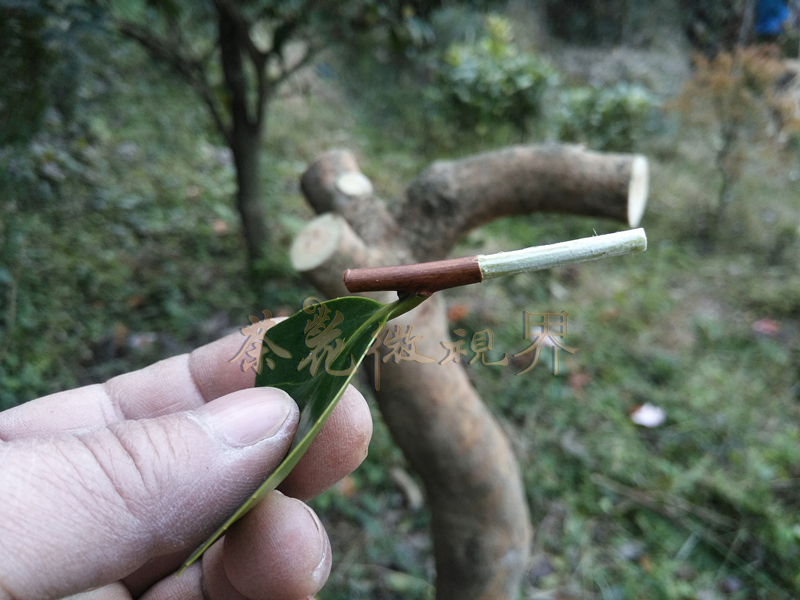 茶花嫁接技术图解大全集,茶花不去头腹接嫁接法