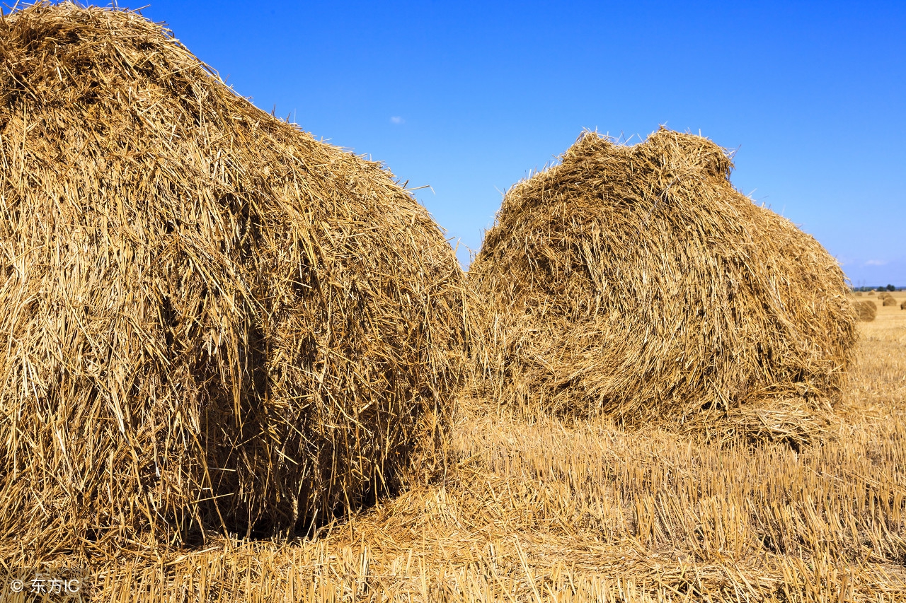 怀孕的村花被返城的对象甩了，她疯了，把刚刚出生的小男孩掐死了