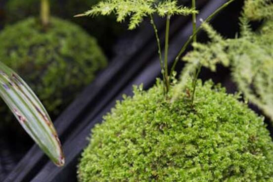 苔藓球植物养殖方法,苔藓球种植方法视频