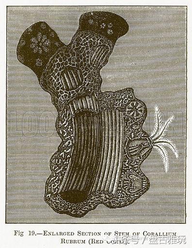 红珊瑚介绍方法,红珊瑚识别方法