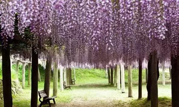 一场比樱花浪漫的紫藤之旅,一场紫藤花下的旅行