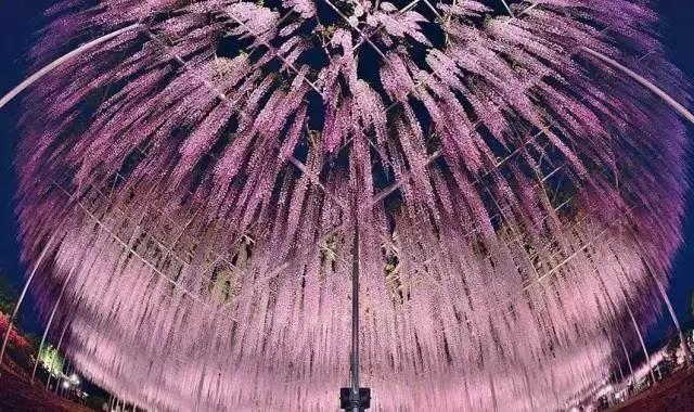 一场比樱花浪漫的紫藤之旅,一场紫藤花下的旅行