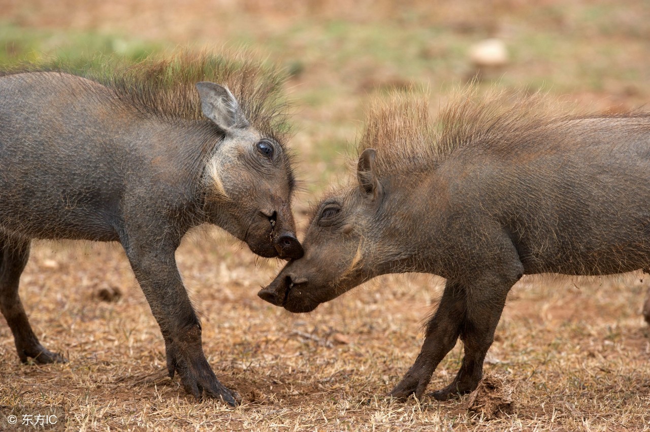 养什么特种养殖好养又赚钱,养殖什么动物省钱