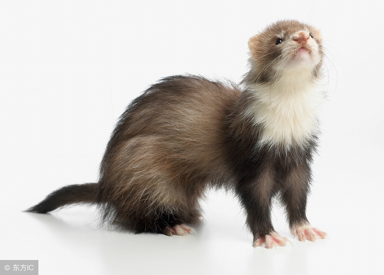 貂皮的好坏怎么辨别图片,如何区分貂皮质量好坏