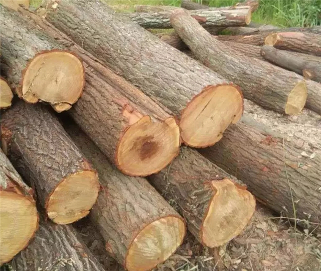 老榆木和新榆木区别大吗,老榆木与新榆木如何分辨真假图片