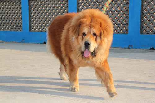 纯种藏獒的价格,纯种藏獒多少钱一条图片及价格