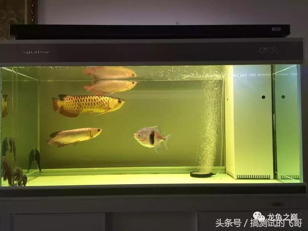 龙鱼掉眼手术后注意事项,金龙鱼掉眼手术价格