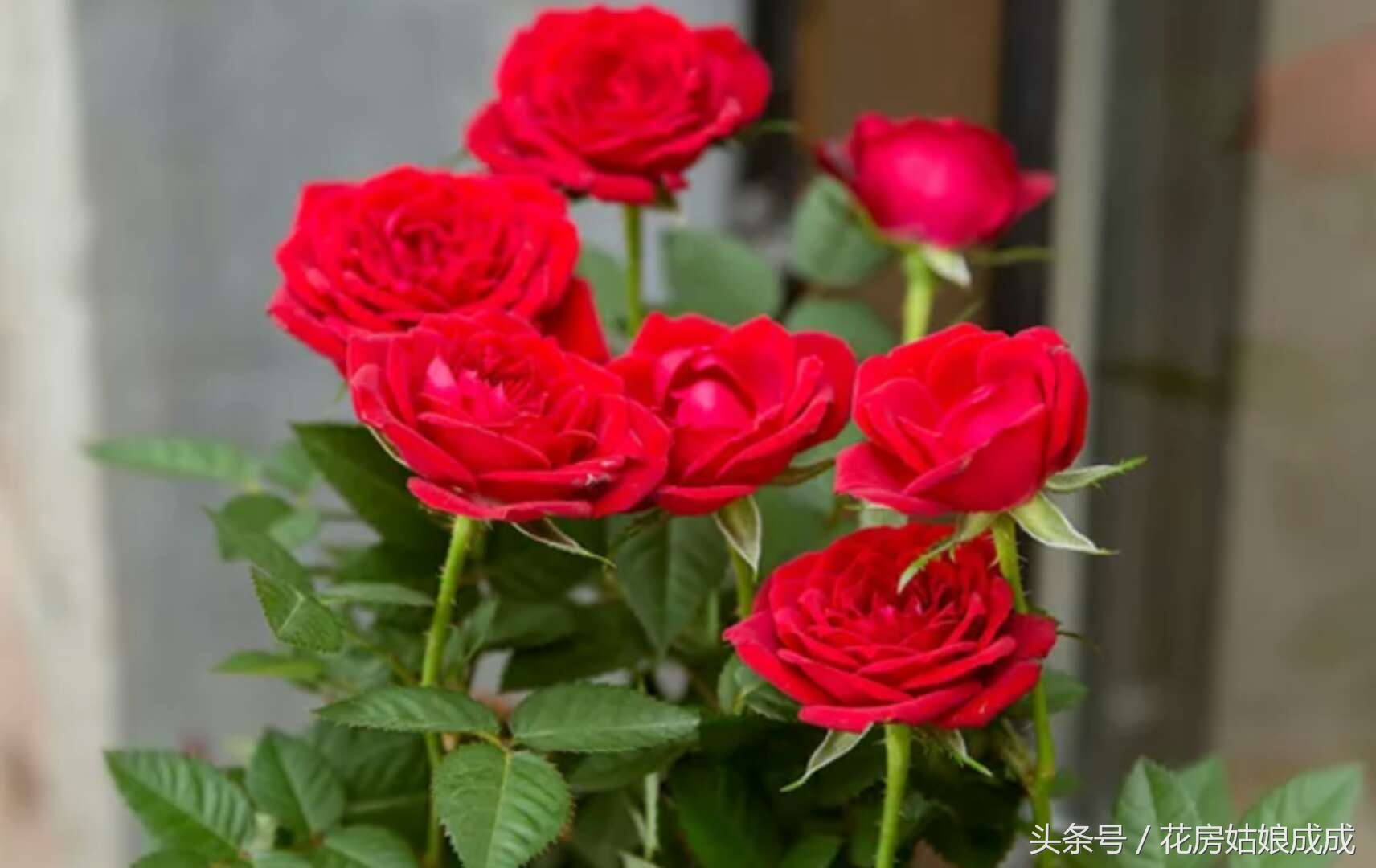 花期长不掉叶子好养的花,常年开花又好养的玫瑰花