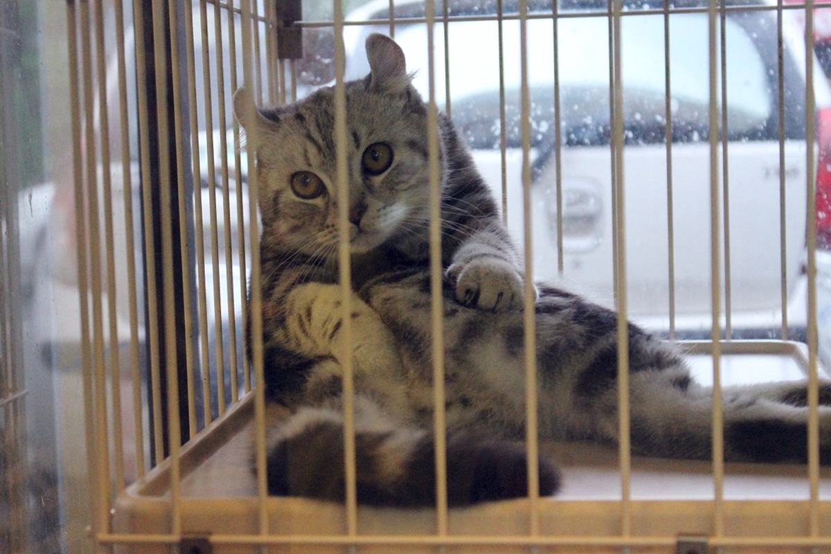 家里的宠物猫怎么处理,出远门家里猫多怎么办