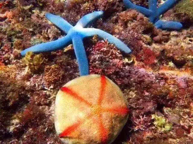 帕劳旅游攻略旅游视频,帕劳旅游攻略2018