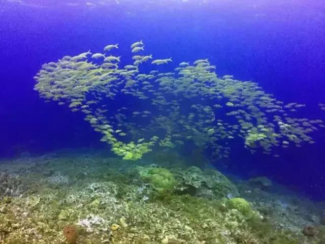 帕劳旅游攻略旅游视频,帕劳旅游攻略2018