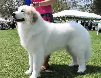 狗年了你知道狗的种类有哪些吗,忠诚的十种狗品种名字及图片