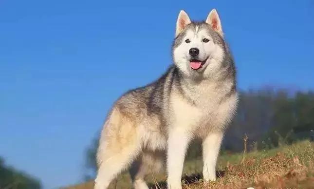 狗年了你知道狗的种类有哪些吗,忠诚的十种狗品种名字及图片