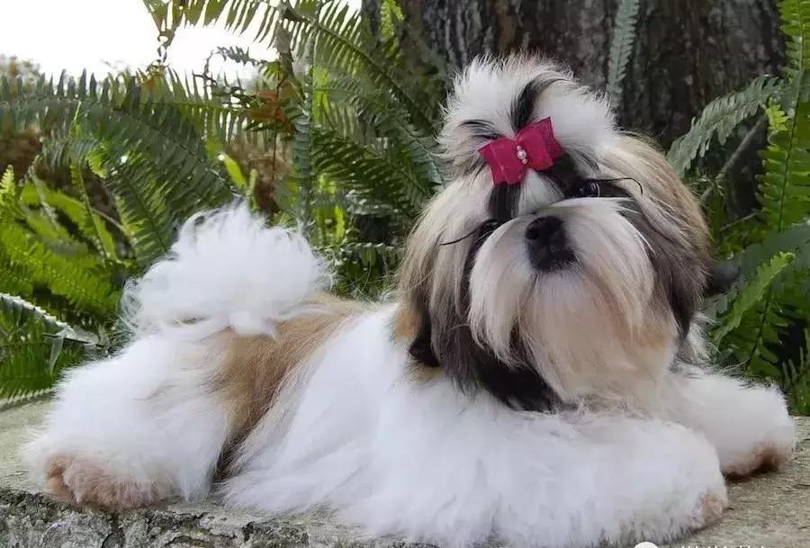 狗年了你知道狗的种类有哪些吗,忠诚的十种狗品种名字及图片